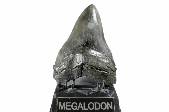 Fossil Megalodon Tooth - South Carolina #168103